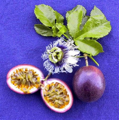 60 Tropical Exotic Fresh Passion Fruit Seeds Passiflora