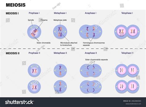 Vektor Stok Diagram Meiosis Prophase Metaphase Anaphase Telophase
