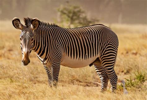 Why Are Grevys Zebras Endangered And How Can They Be Saved
