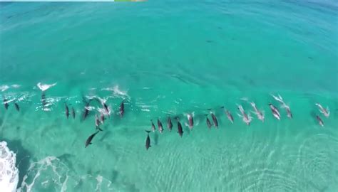 Quadcopter Captures Amazing Video Of 30 Dolphins Industry Tap