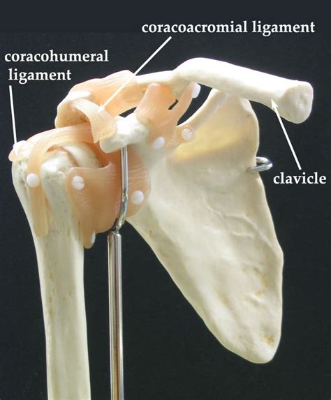 The rotator cuff muscles predominantly stabilise the glenohumeral joint, but also contribute significantly to movement. Shoulder+Joint+Model+labeled | Anterior Shoulder | anatomy ...