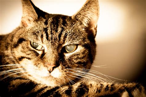 Here, what to look for and how to get help. Glaucoma in Cats: What Are the Signs and How Do You Treat ...