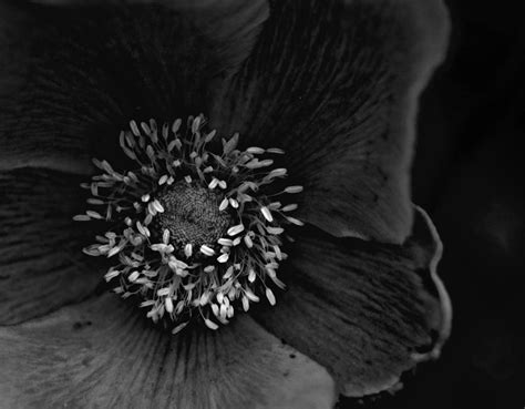 Dark Flower By Kenazmedia On Deviantart