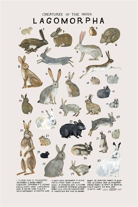 Scientific names of some common domestic animals for all competitive exams подробнее. Creatures of the order Lagomorpha- vintage inspired ...