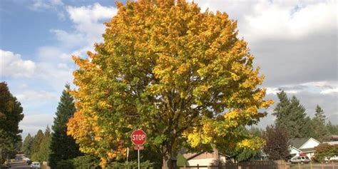 5 Main Types Of Maple Trees In Tennessee Progardentips