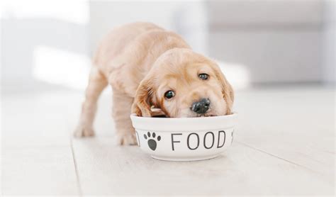 Feeding a commercial anticancer diet such as hill's prescription diet n/d, formulated with the assistance of dr. How Much to Feed a Puppy & How Often Should Puppies Eat