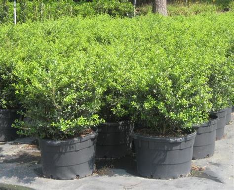 We did not find results for: Green Lustre Japanese Holly Ilex crenata Green Lustre from ...