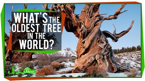 Trees are also famed for their longevity with some species living for thousands of years. What's The Oldest Tree in the World? - YouTube