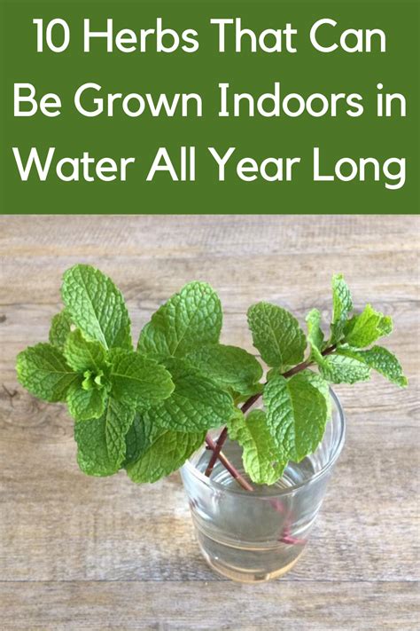 10 Herbs That Can Be Grown Indoors In Water All Year Long Gardening