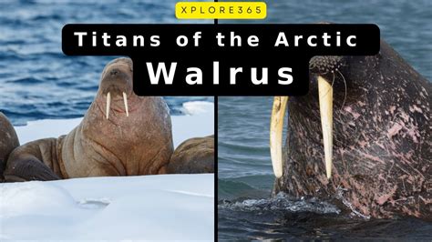 Walruses The Titans Of The Arctic Tundra Youtube