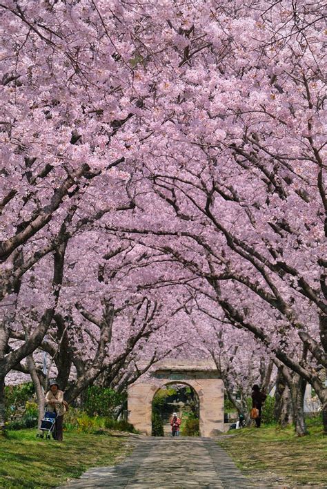 Tunnel Of Cherry Blossoms Landscape Photography Blossom Japanese Cherry