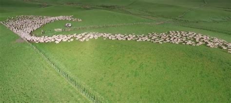 Mezmerizing Drone Footage Captures Aerial View Of Sheep Herding In New