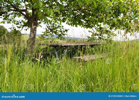 Grass And Weeds Growing Over A Picnic Table Stock Image Image Of Weeds Spring 213518503