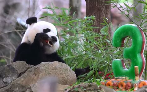 Go Bei Bei Its Your Birthday Panda Turns 3 Wilds Out At Zoo Video