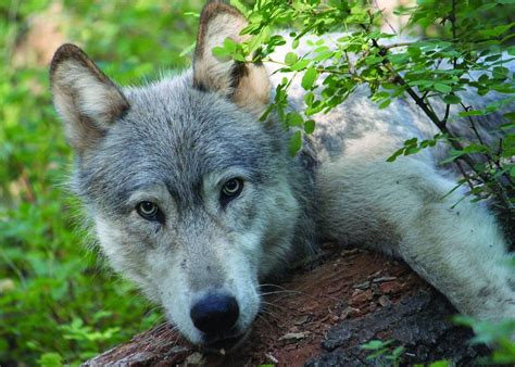 Federal Court Restores Gray Wolfs Endangered Species Act Protection