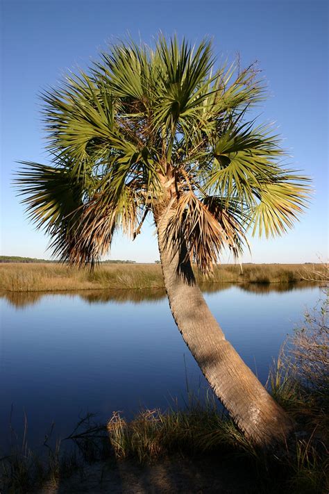 Sabal Palm Cabbage Palm