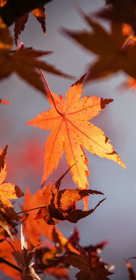 最も人気のある Autumn Leaves Wallpaper 4k 人気 髪型 セミロング