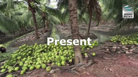 Coconut In Thailand Youtube