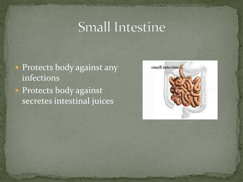 Ppt Digestive System Powerpoint Presentation Free Download Id2274193