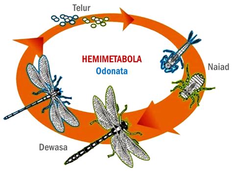 Beberapa spesies ikan mengalami metamorfosis yang mirip dengan katak, tapi perubahannya tidak begitu dramatis. Tipe Metamorfosis Serangga