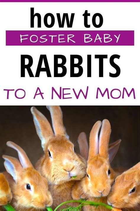 Best Tips To Fostering Kits To A New Mother Foster Baby The Fosters