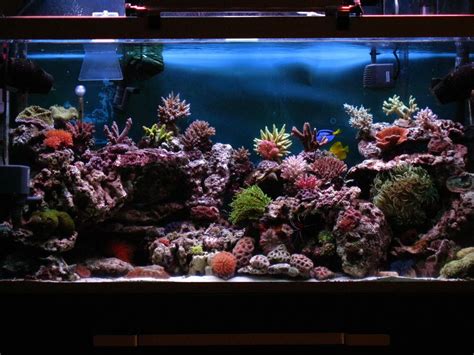 … aquarium sizes and weights read more » Pin by kayla campbell on Reef Aquarium | Fresh water fish ...