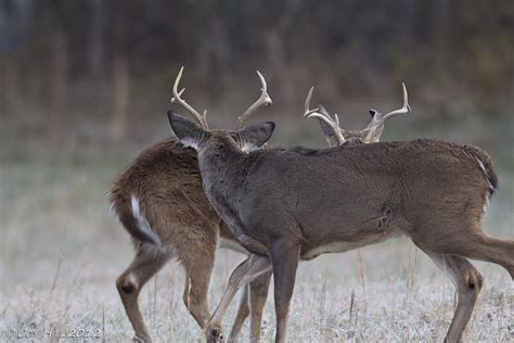 Country Captures Whitetails Sparring