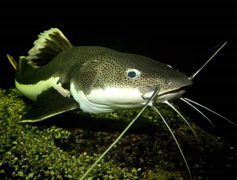 Catfish Wallpapers - 2013 Wallpapers