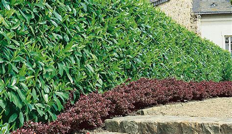 Best Privacy Hedges Evergreens For Privacy Instanthedge Blog