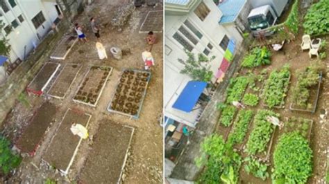 Look Qc Neighborhood Transforms Vacant Lot To Vegetable Garden During