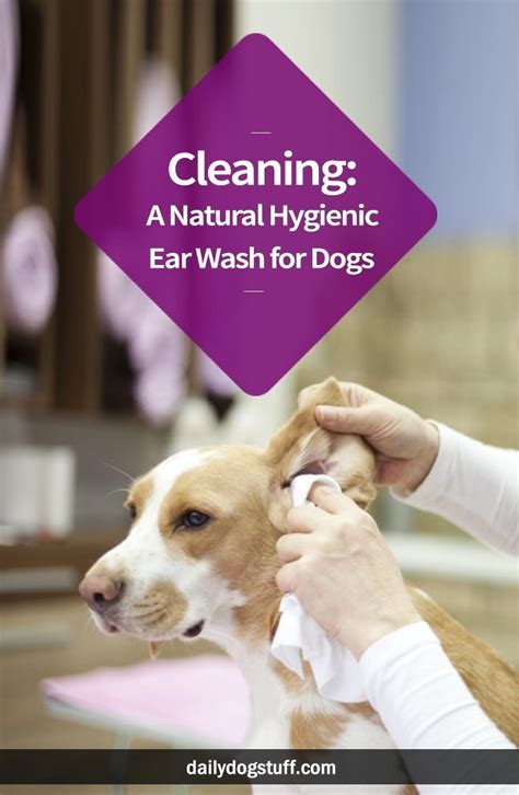 New puppy owners may often be concerned about their puppy breathing is my puppy breathing too fast? Cleaning: A Natural Hygienic Ear Wash for Dogs | Daily Dog ...