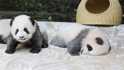 Adult Panda Cam A Chengdu