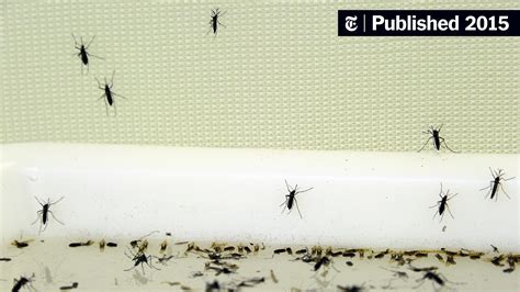 Hawaiis Dengue Fever Outbreak Grows The New York Times