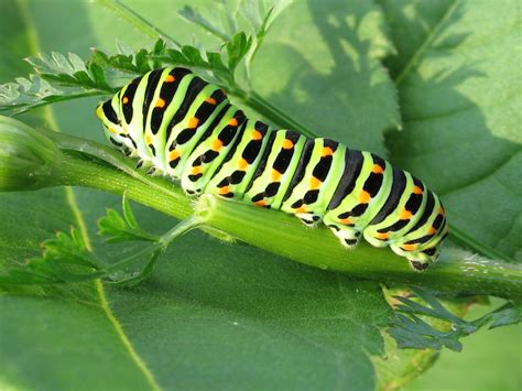 Caterpillar Identification Guide Find Your Caterpillar With Photos And