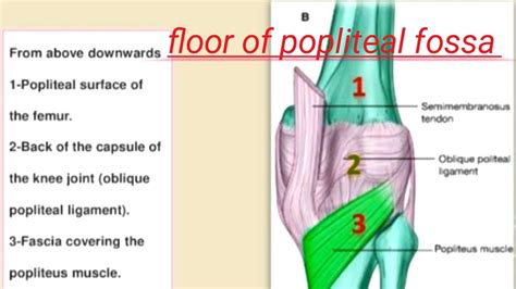 Floor Of Popliteal Fossasemimembranousoblique Popliteal Ligament