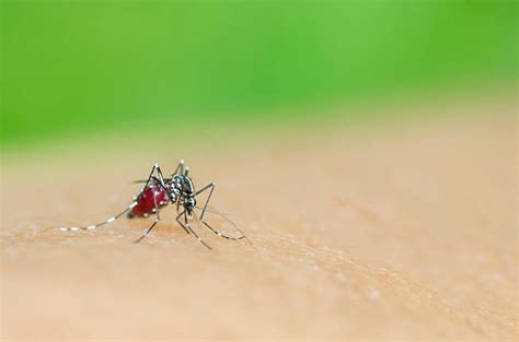 Asian Tiger Mosquito Stock Photos Pictures And Royalty Free Images Istock