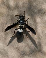 Photos of Black And White Wasp