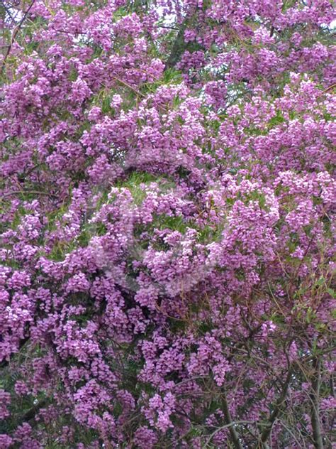 Virgilia Oroboides Tree In A Hurry Information And Photos