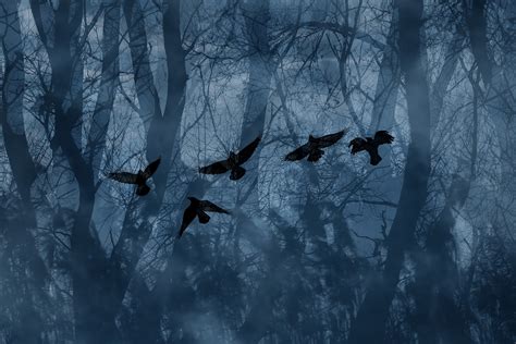 Waltz Of Ravens Agorastos Photography
