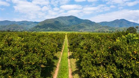 Aerial View Rows Of Orange Trees In Plantation Orange Tree Farm