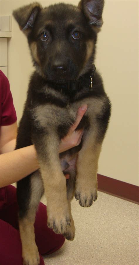 6 American Fork German Shepherd Dog Puppies For Sale Or Adoption