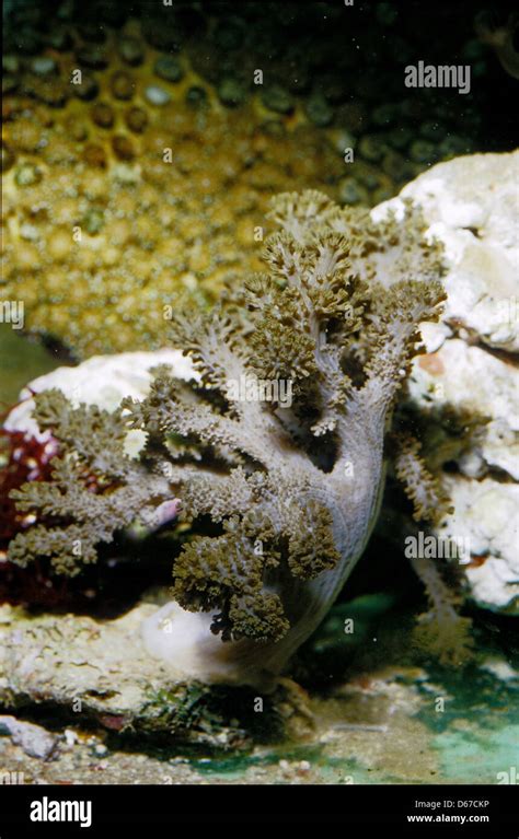 Finger Leather Coral Cladiella Spalcyoniidae Stock Photo Alamy