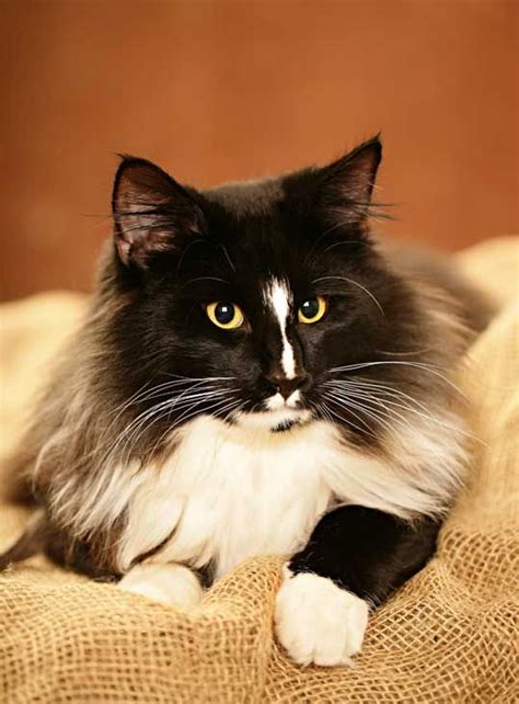 Pin On Norwegian Forest Siberian Cats