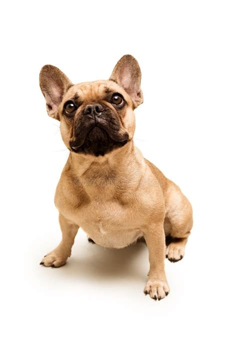 Adorable Young French Bulldog Close Up Portrait Of A Dog Stock Photo