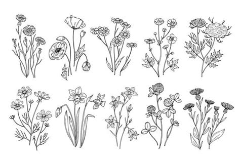 Wild Flowers Sketch Wildflowers And Herbs Nature Botanical