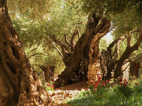 Garden Of Gethsemane On The Mount Of Olives In Jerusalem Some Of