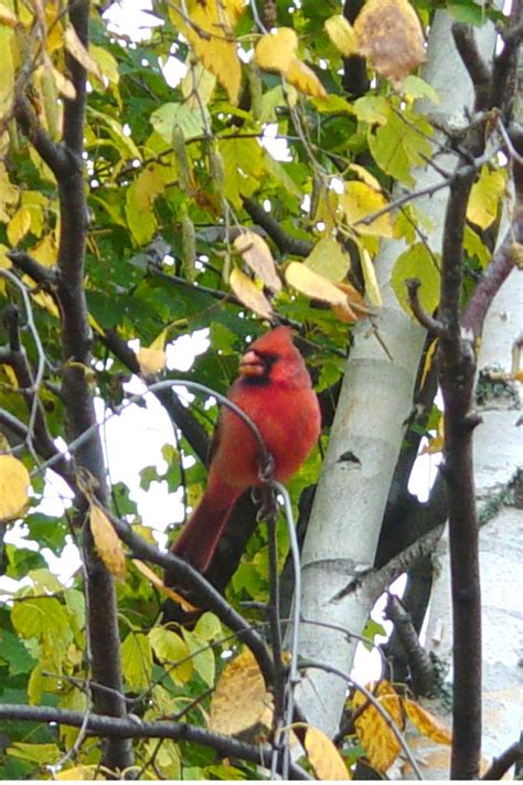 Cardinal In Birch Tree Feederwatch