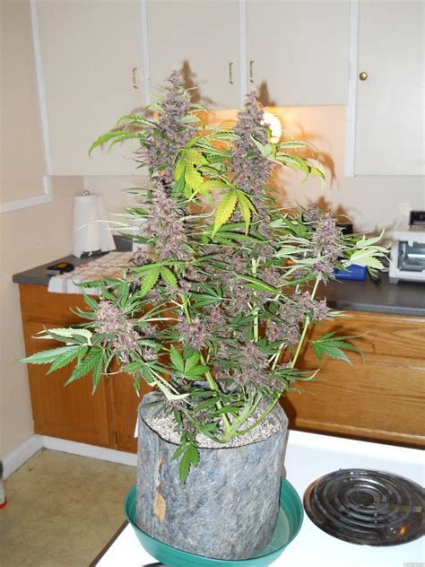 Dark Purple Auto Delicious Seeds Cannabis Strain Gallery
