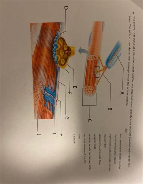 Solved The Events That Occur At A Neuromuscular Junction Are Chegg Com