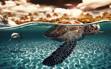 Sea Turtles Wallpapers Carrotapp
